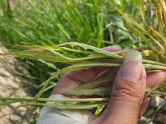 Puccinia minussensis
