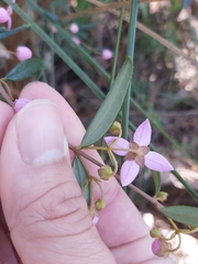 Boronia ledifolia