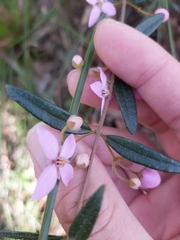 Boronia ledifolia