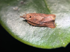 Argyrotaenia franciscana