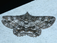 Cleora displicata