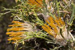 Banksia xylothemelia