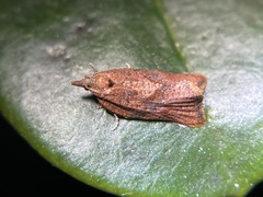 Argyrotaenia franciscana