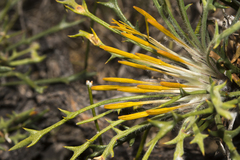 Banksia xylothemelia