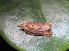 Argyrotaenia franciscana