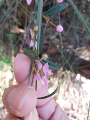 Boronia ledifolia