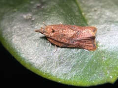 Argyrotaenia franciscana