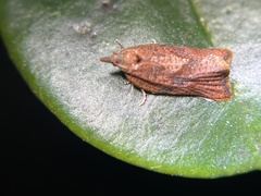 Argyrotaenia franciscana