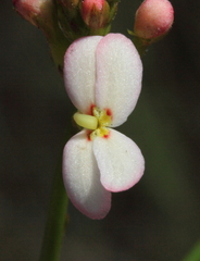 Stylidium junceum