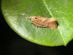 Argyrotaenia franciscana