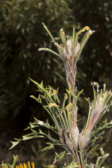 Banksia xylothemelia