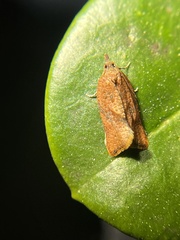 Argyrotaenia franciscana