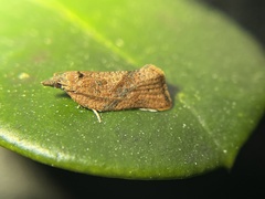 Argyrotaenia franciscana