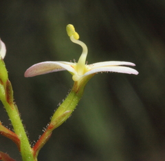 Stylidium junceum