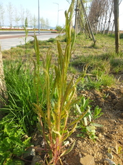 Puccinia minussensis