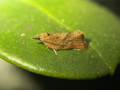 Argyrotaenia franciscana