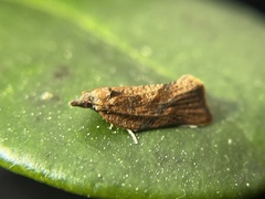 Argyrotaenia franciscana