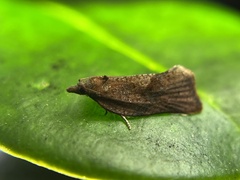 Argyrotaenia franciscana