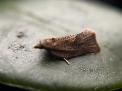 Argyrotaenia franciscana