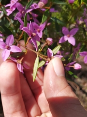 Boronia ledifolia