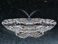 Scioglyptis chionomera