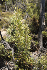 Banksia pallida