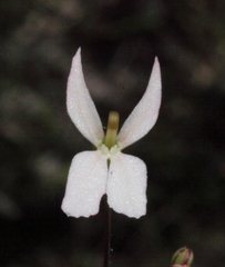 Stylidium petiolare