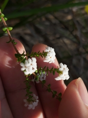 Leucopogon microphyllus