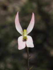 Stylidium petiolare