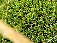 Coprosma petriei