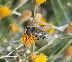 Copestylum apiciferum