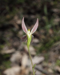 Stylidium petiolare
