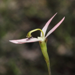 Stylidium petiolare