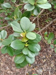 Ficus microcarpa latifolia