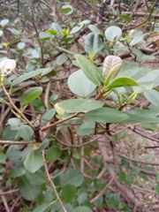 Ficus microcarpa latifolia