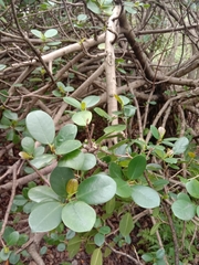 Ficus microcarpa latifolia