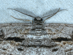 Scioglyptis chionomera