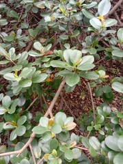 Ficus microcarpa latifolia
