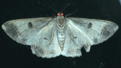 Scioglyptis chionomera