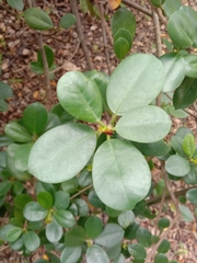 Ficus microcarpa latifolia