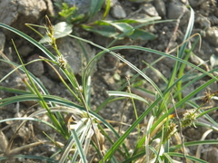 Carex pumila
