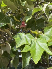 Brachychiton