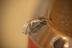 Elhamma australasiae