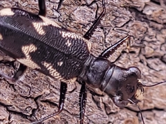 Distipsidera undulata