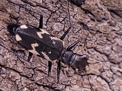 Distipsidera undulata