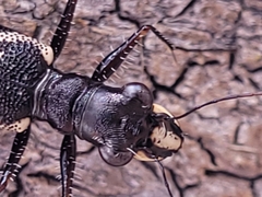 Distipsidera undulata
