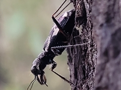 Distipsidera undulata