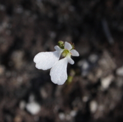 Stylidium perpusillum