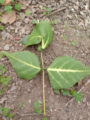 Erythrina variegata orientalis
