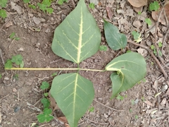 Erythrina variegata orientalis